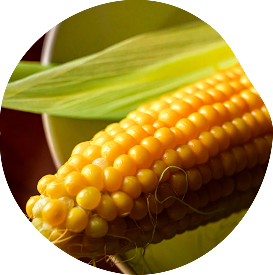 とうもろこし
